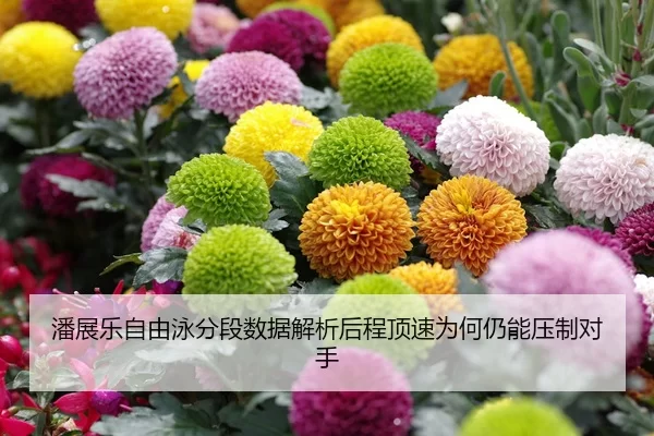 潘展乐自由泳分段数据解析后程顶速为何仍能压制对手